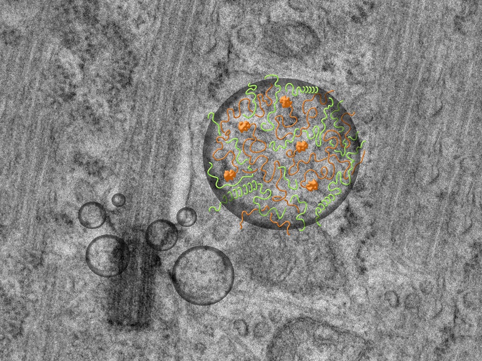 TTBK2與CEP164液態結合促成纖毛生長(此為示意圖)1