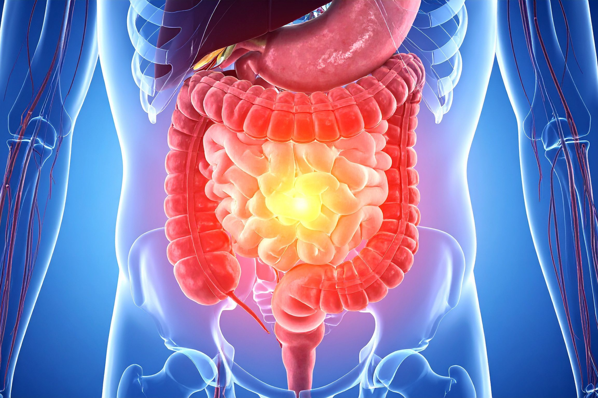 Beyond Aging: NYCU and TVGH Discover Gut Hormone’s Unexpected Role in Muscle Loss