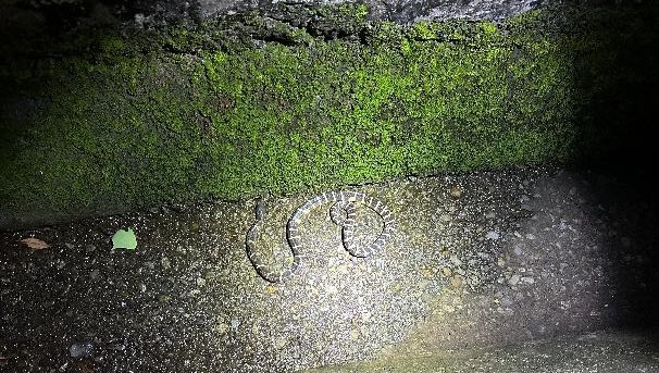 雨傘節雨傘節