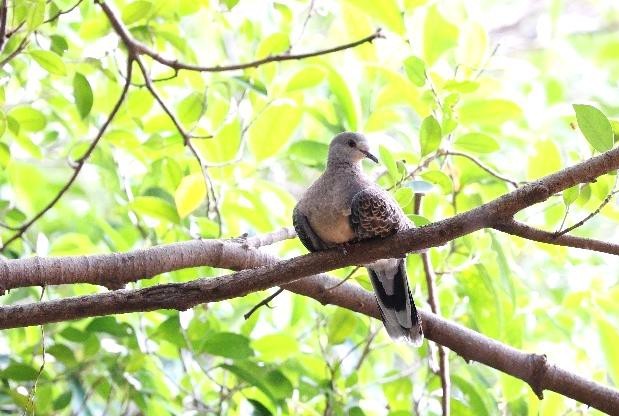 金背鳩