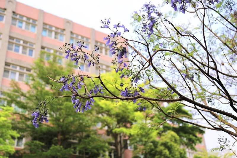 藍花楹