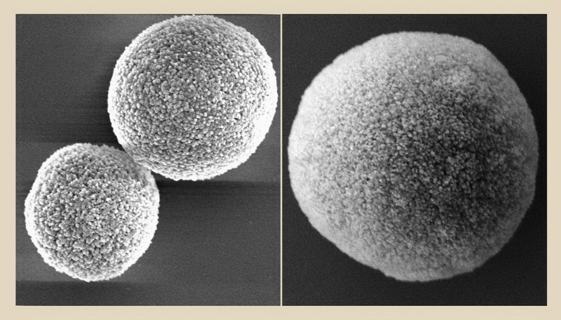 電子顯微鏡下的球型碳酸鈣及碳酸鈣包覆DNA膠囊