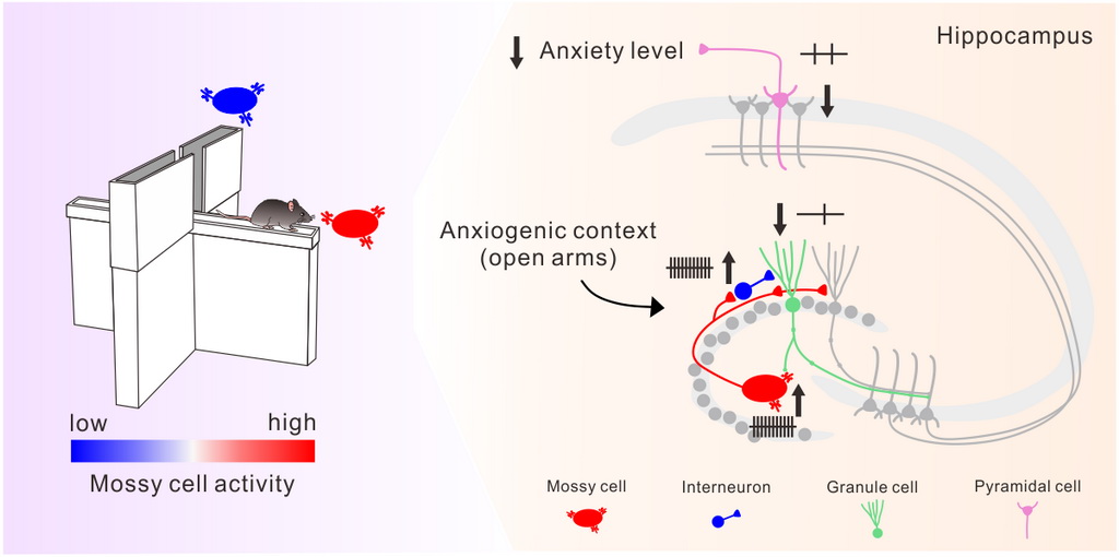 苔狀細胞的活性會隨著能引發焦慮的環境而改變示意圖及海馬迴中透過活化苔狀細胞降低焦慮行為的神經迴路機制示意圖。