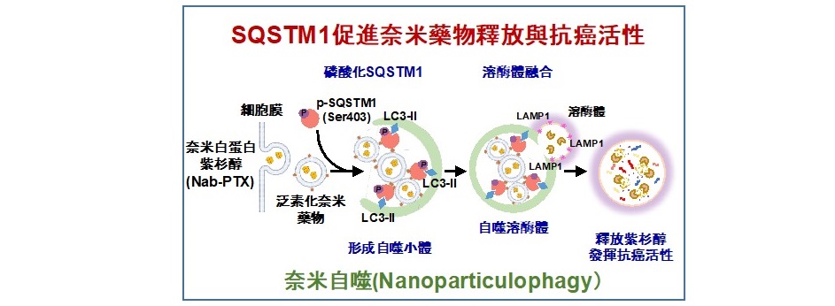 SQSTM1促進奈米藥物釋放與抗癌活性