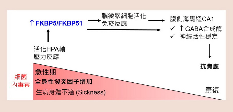 01-1FKBP5 gene and anti-anxiety mechanism