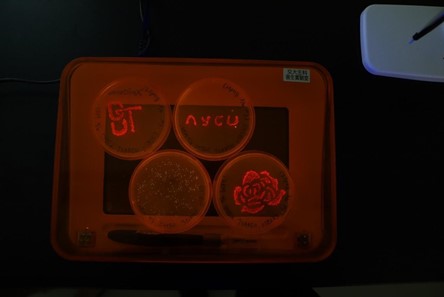 The NYCU-Formosa team used AI to predict adhesive proteins, confirming their functionality through experiments. Integrating bioart, they employed red and green fluorescent proteins, and Petri dishes depicted the NYCU abbreviation with a simplified pattern.