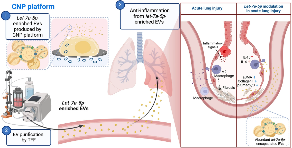 Efficient encapsulation of let-7a-5p in MSCs-derived EVs via the CNP platform for acute lung injury treatment.