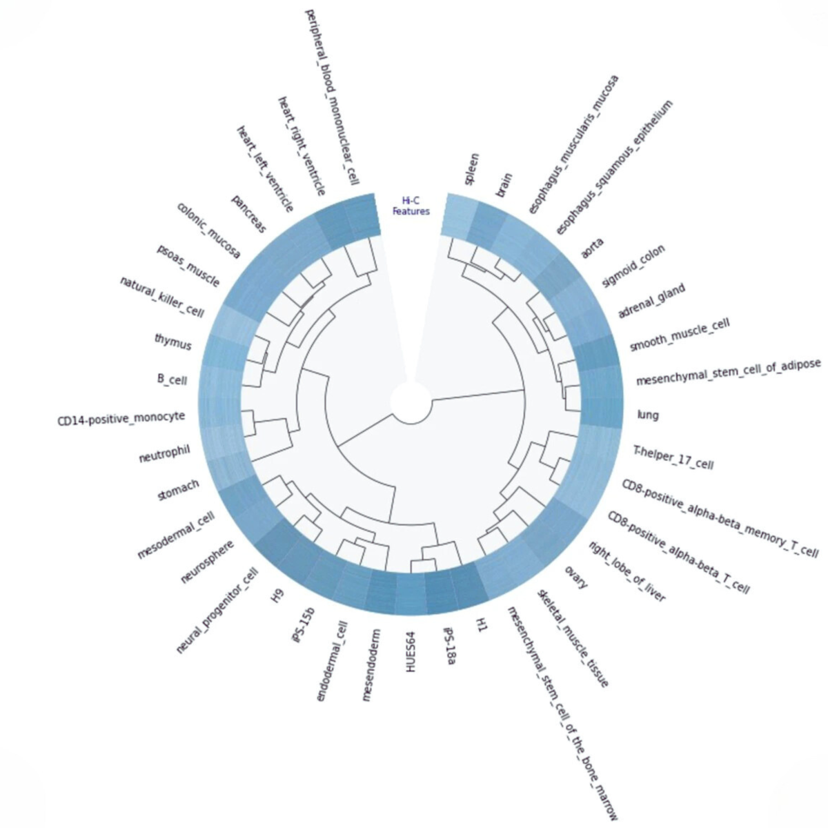 EpiVerse enables the analysis of the entire human chromatin structure. Shown here is a dendrogram illustrating the hierarchical clustering of 39 different tissue types based on similarities in their Hi-C features, revealing potential functional or developmental relationships.