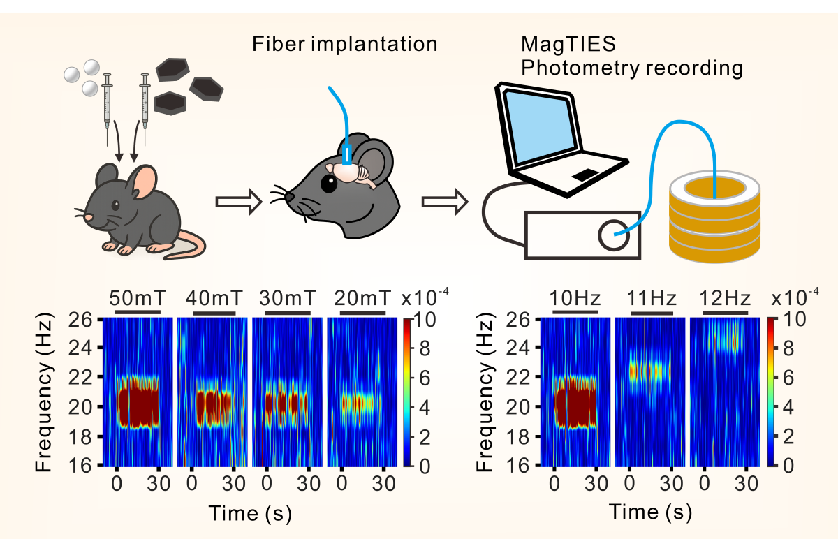 The figure illustrates how MagTIES precisely tunes brainwave frequencies in live subjects.