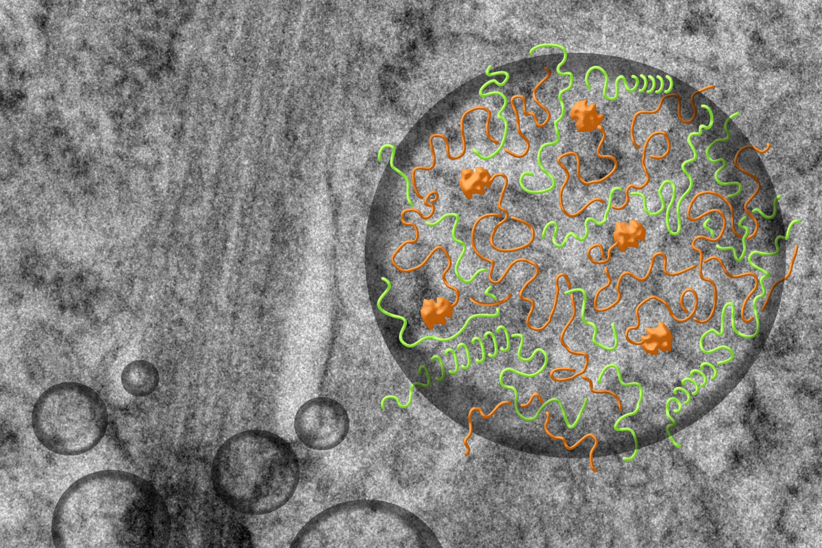 TTBK2 and CEP164 form liquid-like condensates to promote cilia growth (schematic illustration).