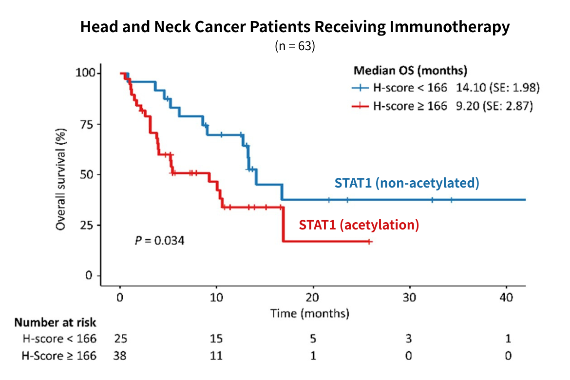 STAT1 plays a critical role in immunotherapy efficacy, and its acetylation status may serve as an important biomarker for predicting immunotherapy response.
