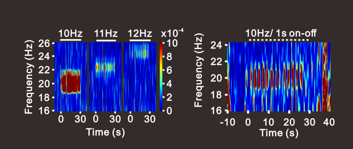 Fiber photometry shows that MagTIES stimulation in live mice induces synchronized brain oscillations at precisely twice the applied magnetic field frequency, reflecting millisecond-scale neural activation with each field reversal.