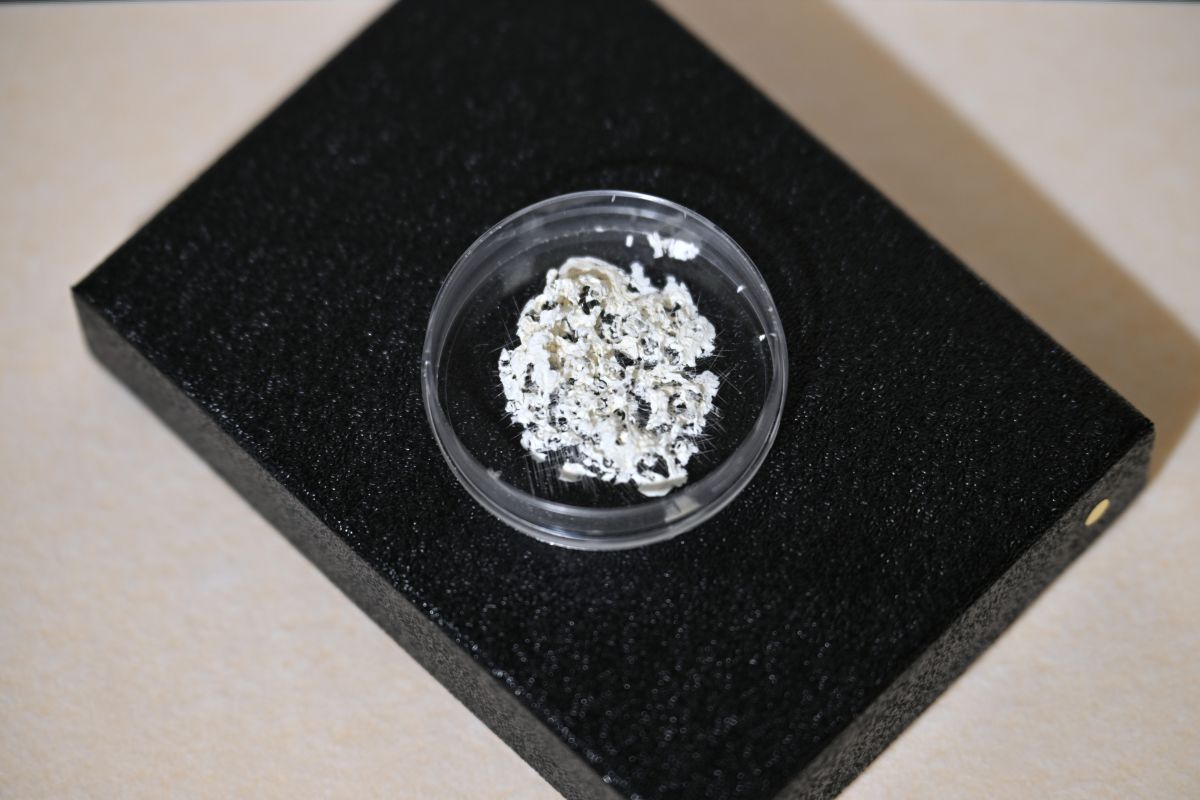 A decellularized Wharton’s jelly matrix derived from human umbilical cord tissue, developed as a biomaterial scaffold for periodontal tissue regeneration.