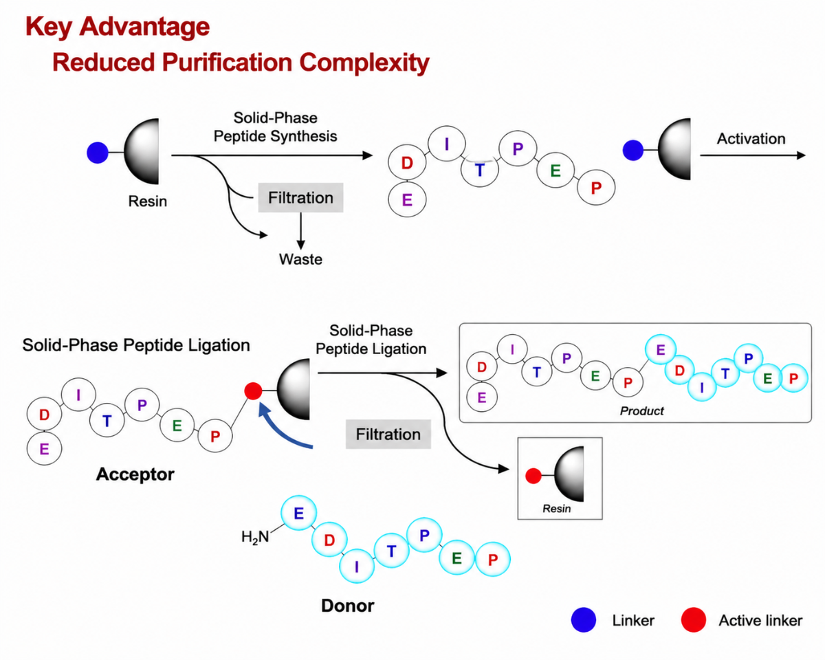 Caption: Schematic comparison of conventional solid-phase peptide synthesis and the newly developed ligation platform, illustrating a streamlined workflow for producing complex peptides with fewer purification steps.